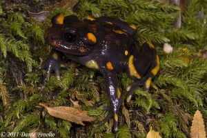 The Chile Mountains False Toad (Telmatobufo venustus); this is a young adult.