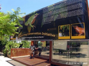 The massive banner hanging in front of the lab really helps educate visitors about amphibian decline, the plight of Chile's amphibians, and about what our project is doing with Darwin's Frogs.