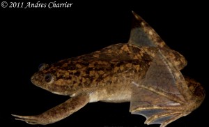 The African Clawed Frog (Xenopus laevis) has been introduced to rivers in Chile.