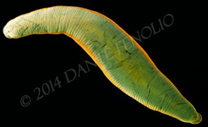 A giant terrestrial leech (Americobdella valdiviana) from Los Rios, Chile