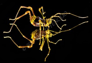 A beautiful Chilean "Daddy Long Legs" or opilionid