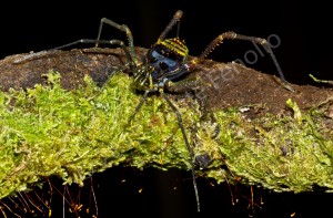 Chilean Opilionid, Valdivia Province, Chile