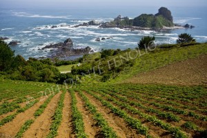 Unfortunately, much of the coastal forests have been removed for agriculture.