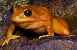 Another beautiful amphibian from Chile's rainforests (Eupsophus altor)