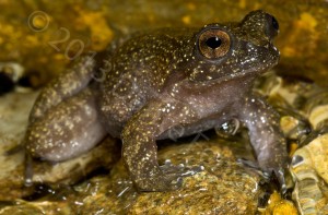 But there still are a few streams that accommodate this beautiful little frog (Insuetophrynus acarpicus)