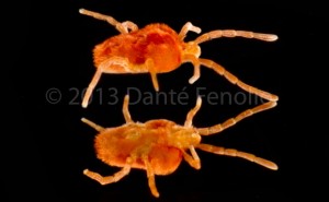 A Red Forest Mite