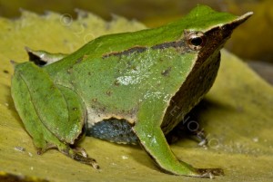 Darwin's Frog (Rhinoderma darwinii)