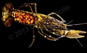 A Chilean crayfish (Samastacus spinifrons) "in berry"