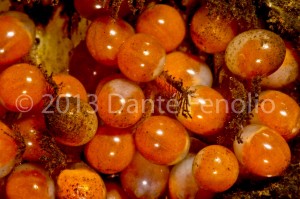 A Chilean crayfish (Samastacus spinifrons) "in berry" - close up of the eggs beneath the female's tail