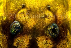 Tadpole (Telmatobufo australis)