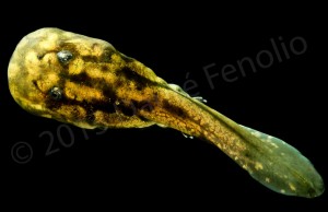 Tadpole (Telmatobufo australis)