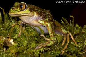 Hylarina sylvatica, Huinay, January 2016, Image No3, LR-M