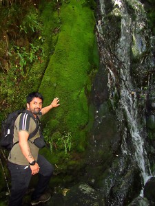 Pepe with moss curtain along stream at Huinay-January 2016, LR-C