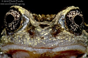 Alsodes norae, mature male, Oncol National Park, Los Rios, Chile, November 2014, No1, LR-M