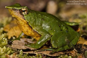 Rhinoderma darwinii, 700 meters elevation, Huinay 2016, Image No1, LR-M