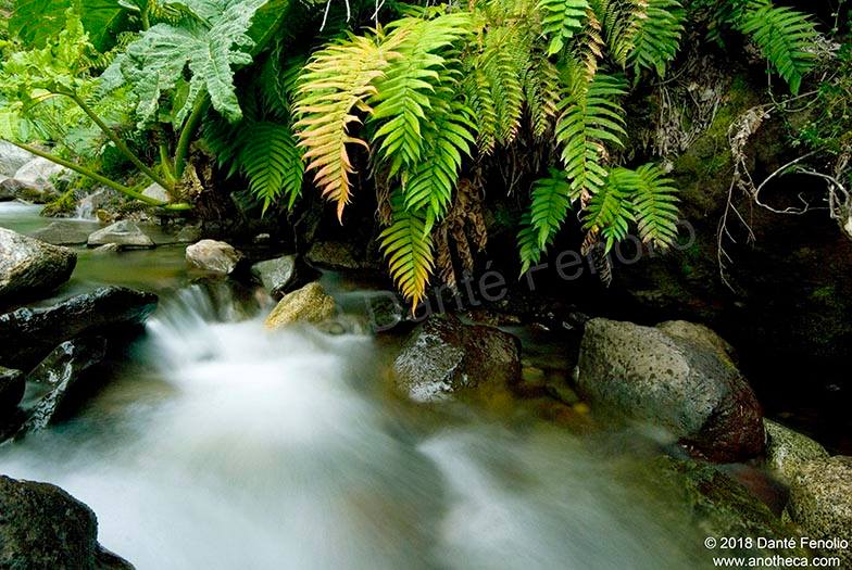 temperate rainforest stream