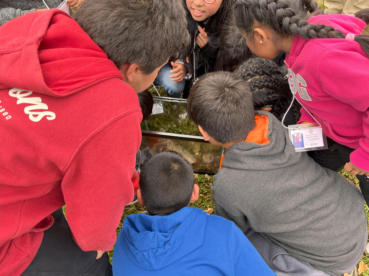 Bringing school children to our labs to learn about Chile’s unique amphibians / Llevar a los escolares a nuestros laboratorios para que aprendan sobre los anfibios unicos de Chile